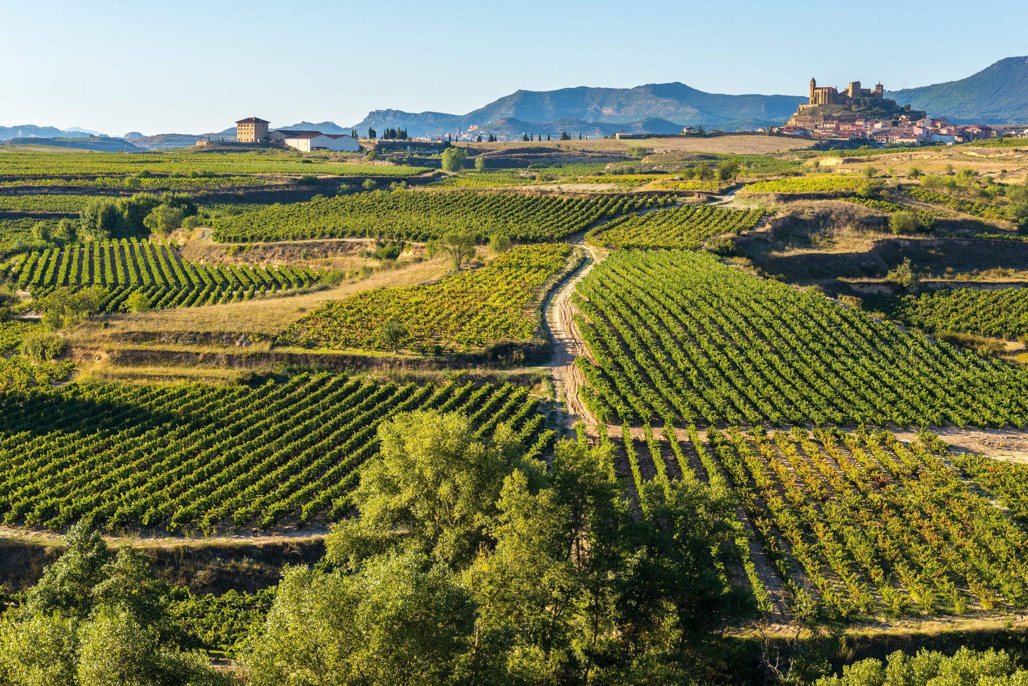 Wijn - Rode wijn: Rioja