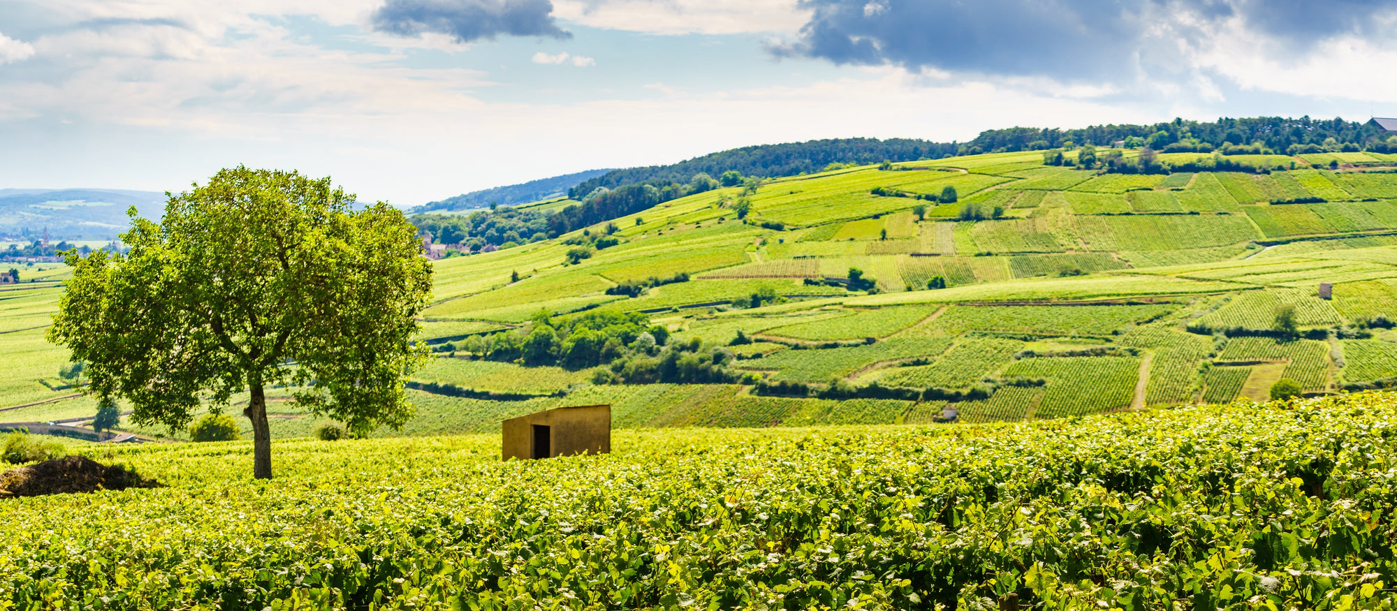 Wijn - Rode wijn: Bourgogne