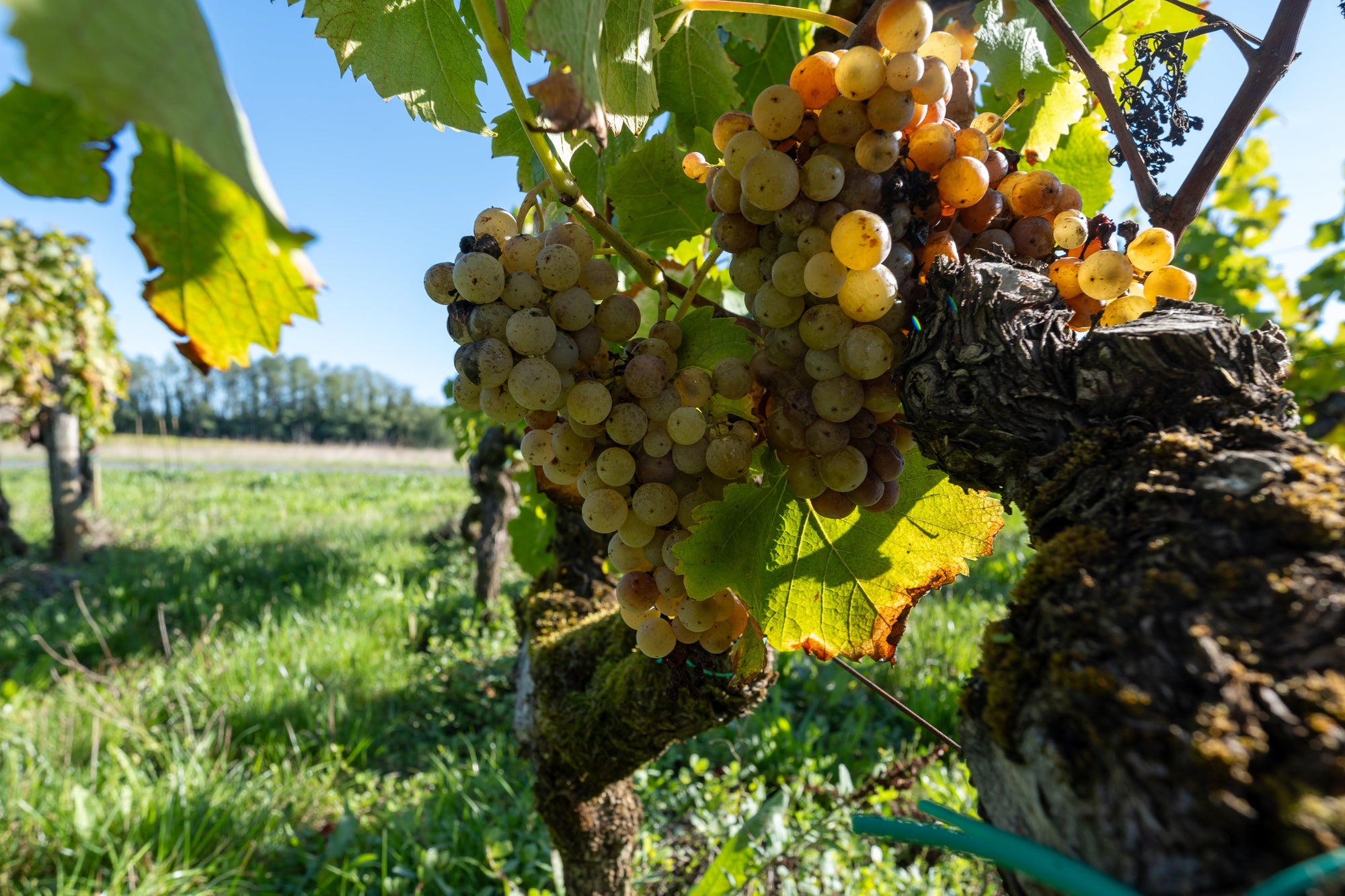 Wijn - Zoete wijn: vin santo