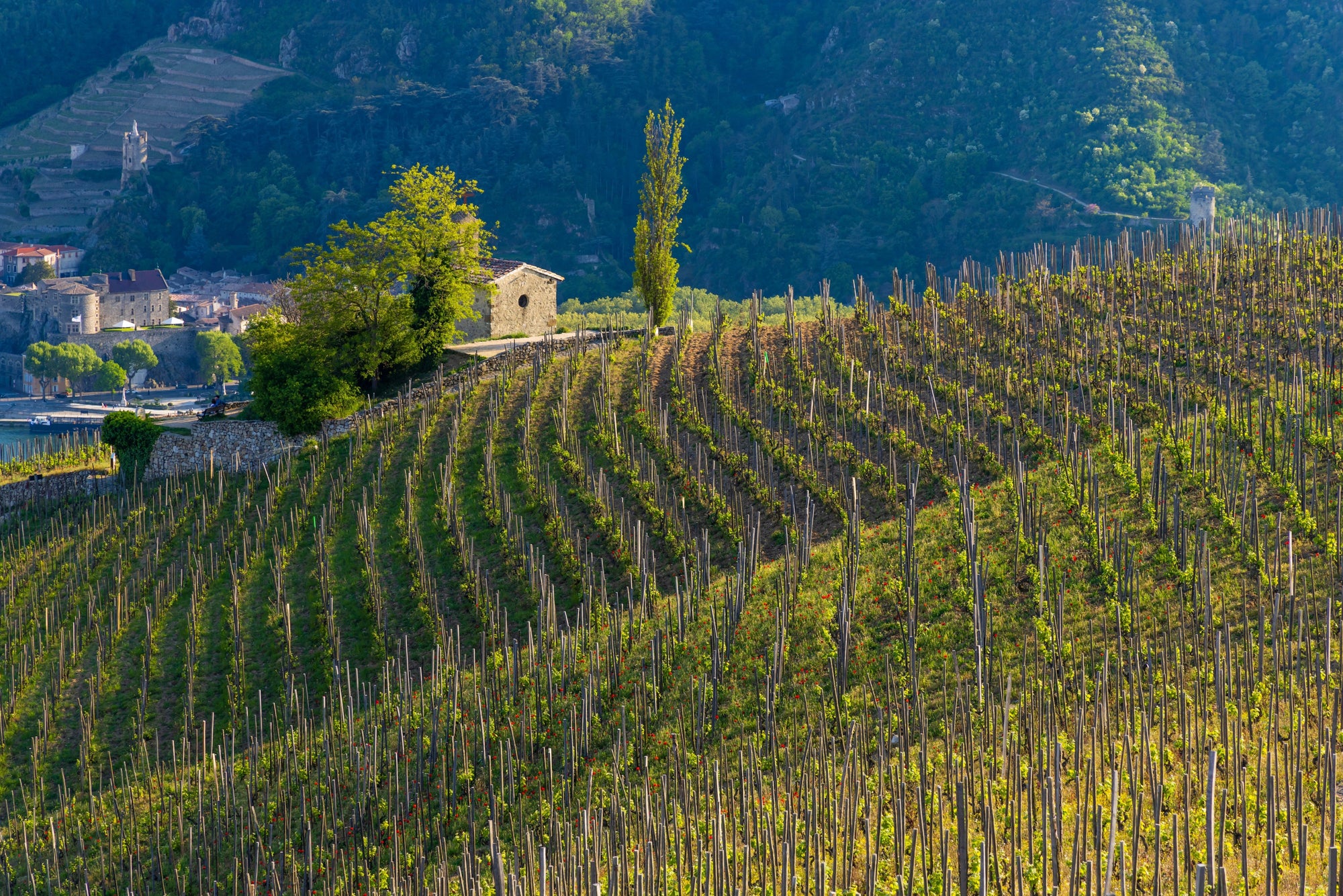 Wijn - Witte wijn: Côtes du Rhône