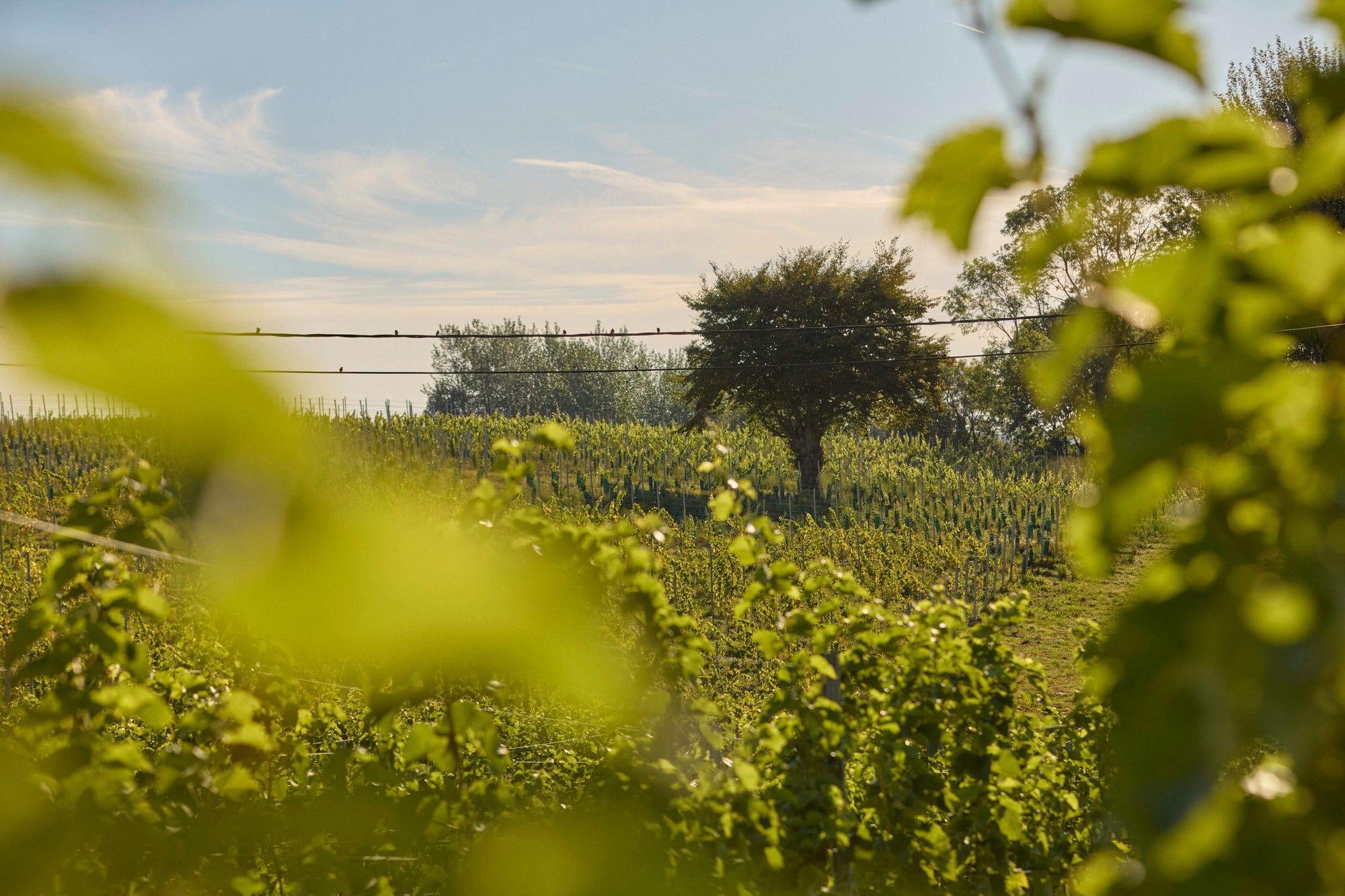 Domaine Lez-Envies