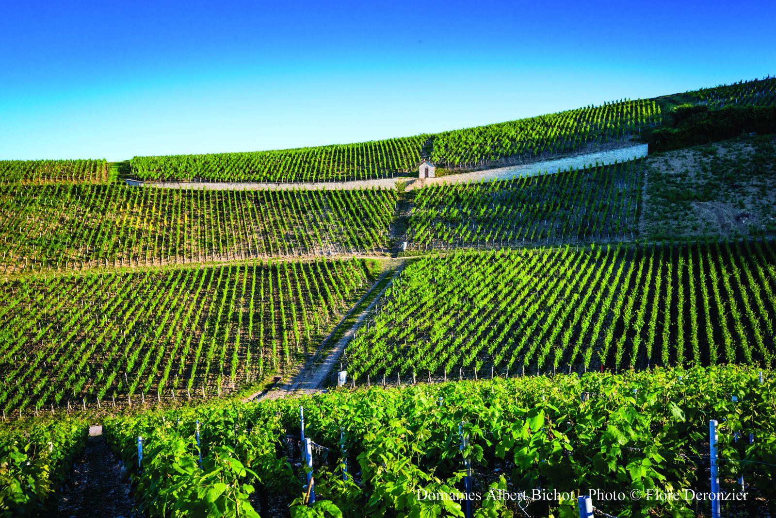 Masterclass Bourgogne Maison Albert Bichot