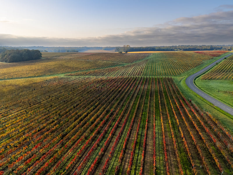Luchtfoto van wijngaarden in Bordeaux, gehuld in herfstkleuren.