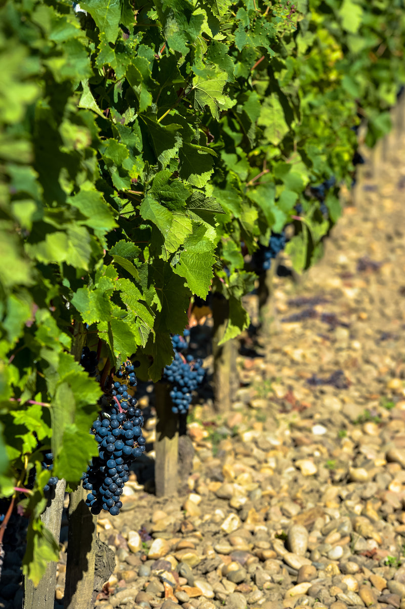 Druivenranken met rijpe trossen cabernet sauvignon, aangeplant op een kiezelrijke bodem.